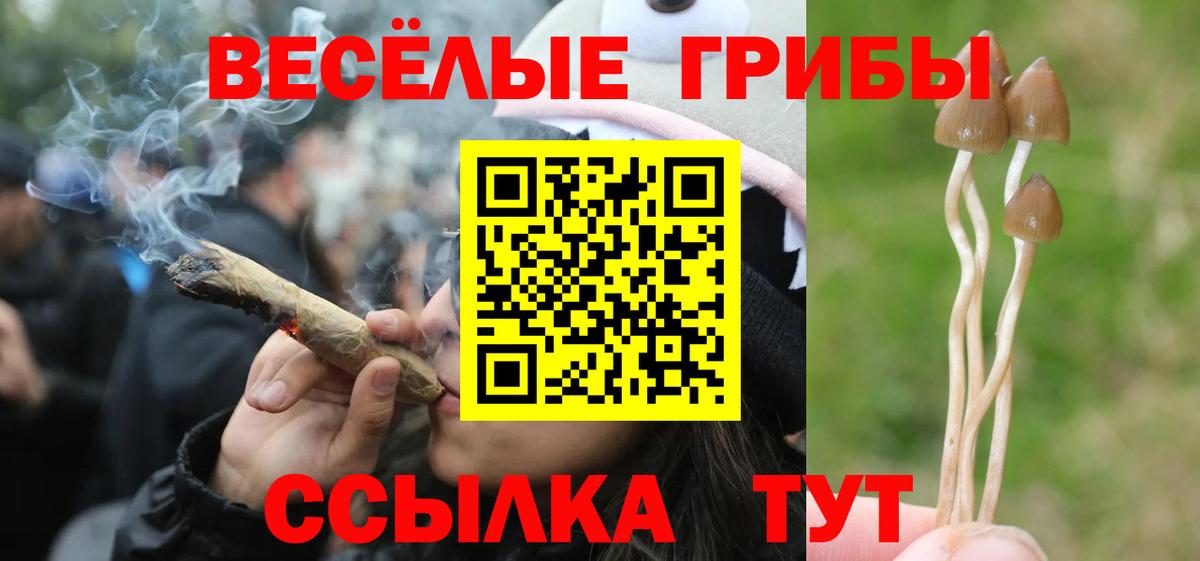 Галлюциногенные грибы Psilocybine cubensis Клинцы